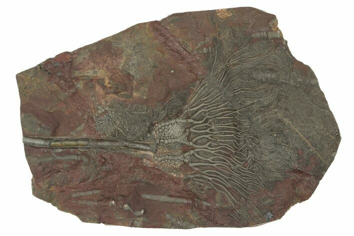 Silurian Fossil Crinoid (Scyphocrinites) Plate - Morocco #230250